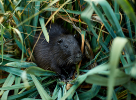 Normal_closeup-of-a-muskrat-ragondins-sitting-in-bush-2022-02-17-22-46-34-utc