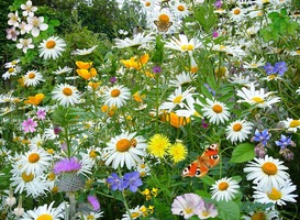 Bloemen Experience FloriWorld is de coronatijd toch niet goed doorgekomen Bloemen Experience FloriWorld is de coronatijd toch niet goed doorgekomen