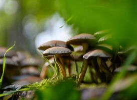 Normal_natuur__center_parcs