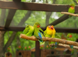 Gaia Zoo wint ANWB-verkiezing Leukste Uitje van Nederland Gaia Zoo wint ANWB-verkiezing Leukste Uitje van Nederland
