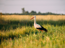 Acht natuur- en milieuorganisaties presenteren visie op landschapsinrichting Acht natuur- en milieuorganisaties presenteren visie op landschapsinrichting