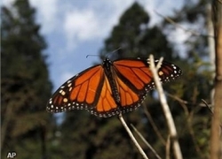 Normal_6290