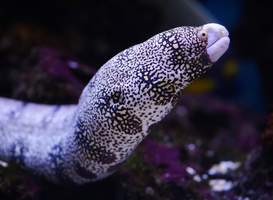 Dolfinarium vangt 170.000 illegale babypalingen op Dolfinarium vangt 170.000 illegale babypalingen op