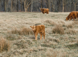 Op de Veluwezoom is het eerste kalfje van 2023 geboren Op de Veluwezoom is het eerste kalfje van 2023 geboren