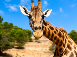 Eerste dieren komen naar Safari Hotel Beekse Bergen Eerste dieren komen naar Safari Hotel Beekse Bergen