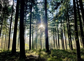 Natuurmonumenten zoekt vrijwillige boswachters in publieksondersteuning Natuurmonumenten zoekt vrijwillige boswachters in publieksondersteuning