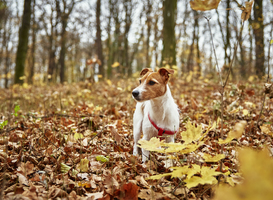 Natuurorganisaties roepen bezoekers op om honden aan te lijnen tijdens wandeling Natuurorganisaties roepen bezoekers op om honden aan te lijnen tijdens wandeling