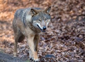 Limburg wil met subsidies de wolf tegengaan Limburg wil met subsidies de wolf tegengaan
