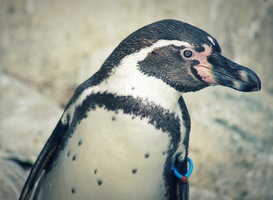 Normal_a-penguin-2022-11-16-14-03-45-utc