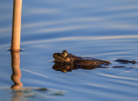 Natuurorganisatie RAVON zoekt kikkerdriltellers Natuurorganisatie RAVON zoekt kikkerdriltellers