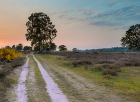 De Utrechtse Heuvelrug populairste NS-wandeling 2022 De Utrechtse Heuvelrug populairste NS-wandeling 2022