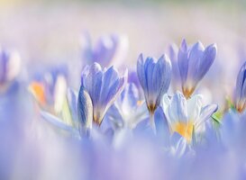 Julianatoren viert de lente met Het Grote Lentefestijn Julianatoren viert de lente met Het Grote Lentefestijn