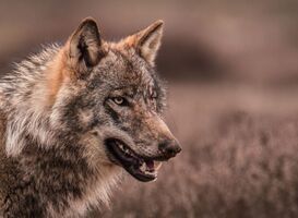 Jonge natuurfotograaf Sem (12) weet Veluwse wolf vast te leggen Jonge natuurfotograaf Sem (12) weet Veluwse wolf vast te leggen