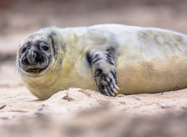 Klapmuts geboren op Vlieland Klapmuts geboren op Vlieland