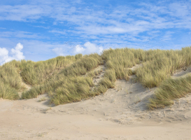WNF maakt zich zorgen over status van natuur in Nederland WNF maakt zich zorgen over status van natuur in Nederland
