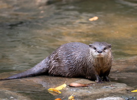 De otter is terug in de Biesbosch De otter is terug in de Biesbosch