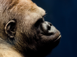 Doodsoorzaak gorilla Bokito bekend: stief door hartfalen Doodsoorzaak gorilla Bokito bekend: stief door hartfalen