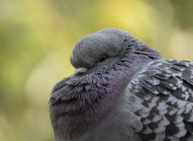 Normal_a-racing-pigeon-poses-in-front-of-the-lens-of-the-2022-08-11-20-30-39-utc