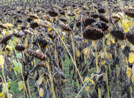 Normal_shot-of-a-field-of-dead-sunflowers-with-black-head-2023-02-01-06-13-04-utc
