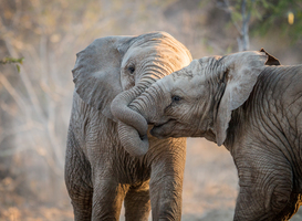 Normal_elephants-playing-and-cuddling-2021-08-26-16-01-33-utc