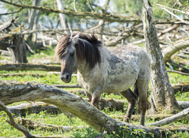 Koeien vervangen deel koninkpaarden in Oostvaardersplassen Koeien vervangen deel koninkpaarden in Oostvaardersplassen