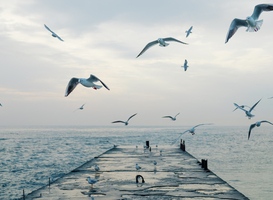 Normal_sea-gulls-flying-over-pier-2022-09-29-22-39-37-utc