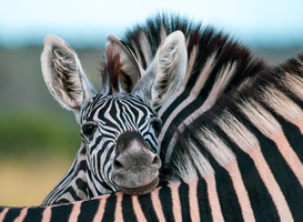 Normal_a-zebra-foal-equus-quagga-rests-its-head-on-the-2022-03-04-02-44-56-utc