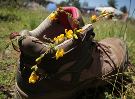 Normal_flowers-in-a-hiking-shoes-2023-02-16-02-04-55-utc
