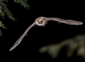Normal_flying-natterers-bat-in-forest-2021-08-26-16-38-27-utc