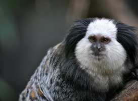 Normal_a-cute-of-common-marmoset-or-white-eared-marmose-2022-11-14-09-34-08-utc