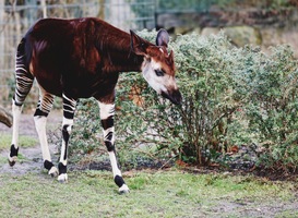 Normal_animal-2022-11-11-23-47-30-utc