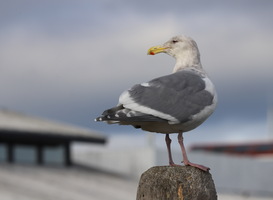 Normal_seagull-perched-2022-11-02-19-00-34-utc