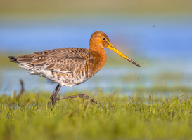 Normal_black-tailed-godwit-running-through-wetland-2021-08-26-16-37-55-utc