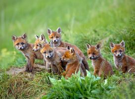 Normal_red-fox-vulpes-vulpes-cubs-sitting-by-the-den-2022-02-08-22-39-30-utc__1_