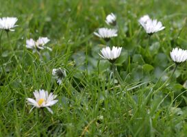 Normal_daisies-g2e3b96ba9_1920__1_