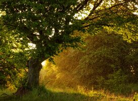 Normal_sun-shining-in-rain-drops-alt-sunset-in-nature-2022-02-02-03-49-48-utc__1_