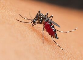 Normal_the-mosquito-2022-11-02-17-47-55-utc__1_