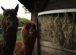 Alpaca, berglama Alpaca, berglama