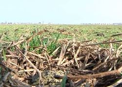 kivietsei in gras
