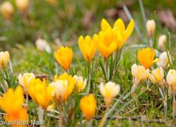 Lente Lente