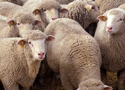 Schapen Schapen