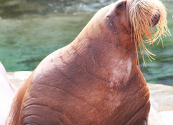 Walrus Walrus