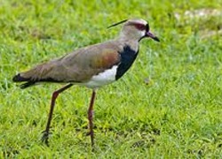 Normal_weidevogel