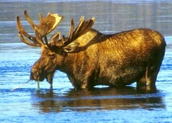 Normal_eland