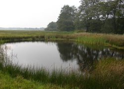 Normal_poel