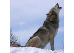 Logo_wolf