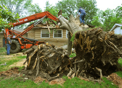 Normal_boom_bomen_omgewaaid_kapot