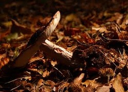 Normal_1201