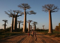 Normal_baobab_boom