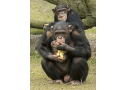 Logo_beekse_bergen-chimpansee